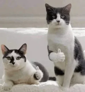 👍 emoji Котя Telegram sticker 13 of 120