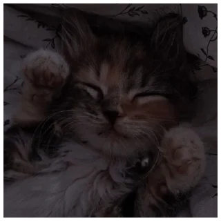 😌 emoji котя Telegram sticker 7 of 49