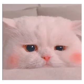 😞 emoji котя Telegram sticker 18 of 49