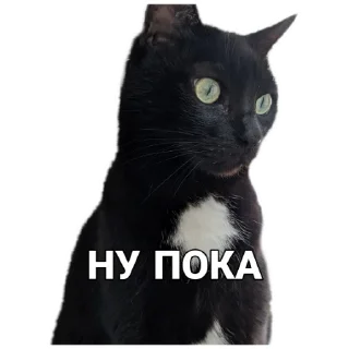 ✋ emoji Котя Telegram sticker 21 of 32