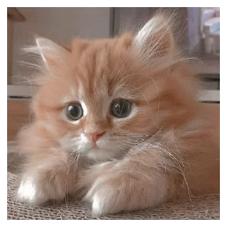 🐈 emoji котя Telegram sticker 6 of 49