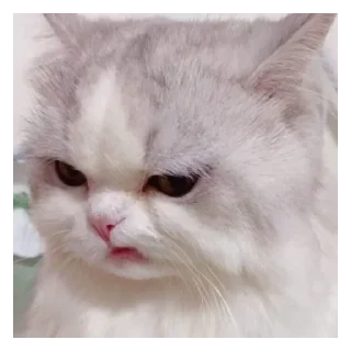 😒 emoji котя Telegram sticker 20 of 49