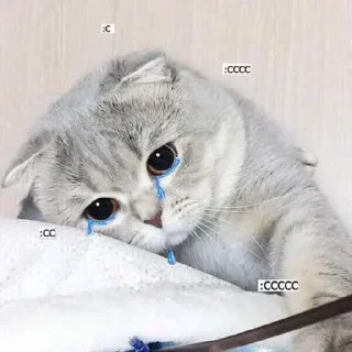 😢 emoji котя — @stckrRobot Telegram sticker 20 of 100