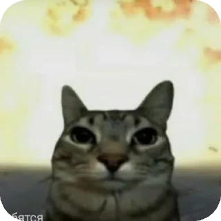 🐱 emoji Название Telegram sticker 7 of 15