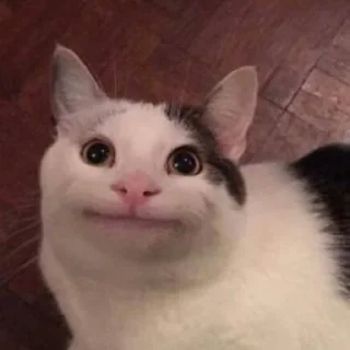 🤐 emoji Chai's Cat Memes Telegram sticker 18 of 120