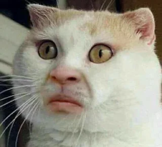 😶 emoji Chai's Cat Memes Telegram sticker 11 of 120