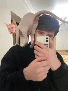 🥺 emoji Дети метадона Telegram sticker 5 of 116
