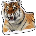 🐅 emoji 19:47 Telegram sticker 5 of 15