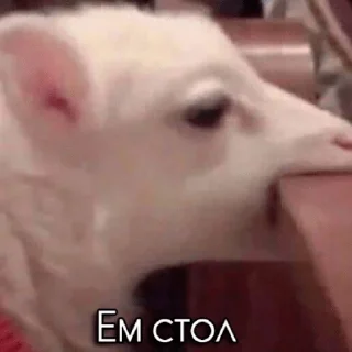 🙁 emoji Мемы Мемы Telegram sticker 6 of 29