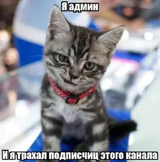 😏 emoji катавасия @insanissomnium Telegram sticker 23 of 120