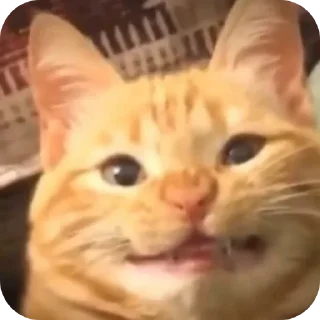 🐱 emoji Гей Telegram sticker 11 of 56