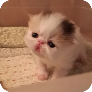 Sticker from Kitty