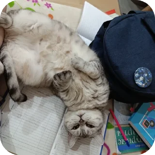 🐱 emoji Ксюша и Сава от Чосика Telegram sticker 16 of 18