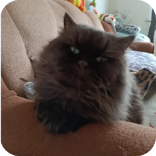 🐱 emoji Ксюша и Сава от Чосика Telegram sticker 18 of 18