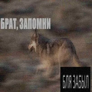 😨 emoji волк не в цирке Telegram sticker 7 of 24