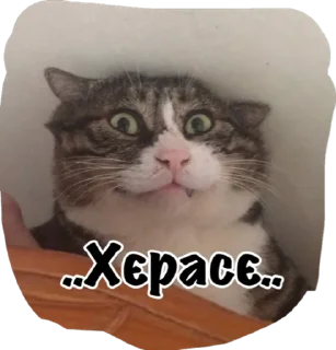 Sticker from Катюня стайл