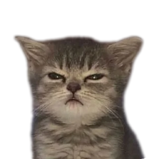 Sticker from Cat's LOL