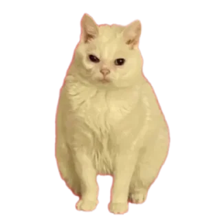 Sticker from Cat's LOL