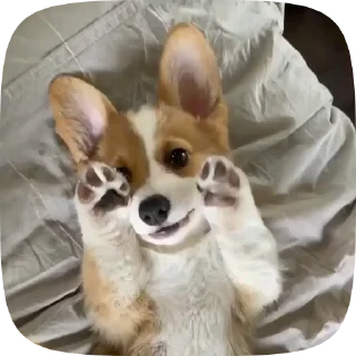 🐶 emoji Dogs @stickersb2b Telegram sticker 9 of 49