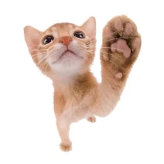🐾 emoji Orange cat oranging 👻 Telegram sticker 12 of 39