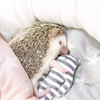 😴 emoji Ёжики от @ᴀʀsᴇɴɪɪᴜᴍ Telegram sticker 13 of 24