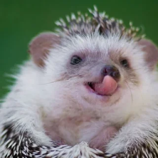 😝 emoji Ёжики от @ᴀʀsᴇɴɪɪᴜᴍ Telegram sticker 7 of 24