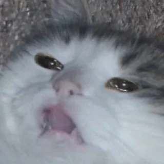 🙁 emoji Ебанутые животные Telegram sticker 5 of 118