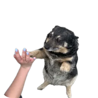 ✋ emoji gav gav Telegram sticker 8 of 11