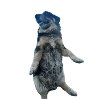 🐶 emoji gav gav Telegram sticker 7 of 11