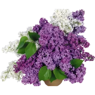💜 emoji Flowers Telegram sticker 12 of 29