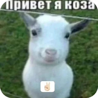 🫥 emoji привет я коза Telegram sticker 6 of 10