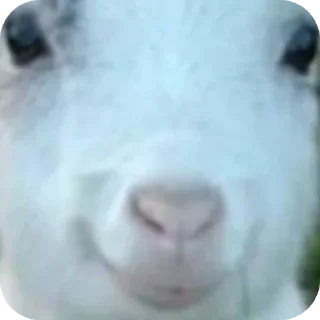 😀 emoji привет я коза Telegram sticker 11 of 19