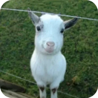 🐐 emoji привет я коза Telegram sticker 9 of 19