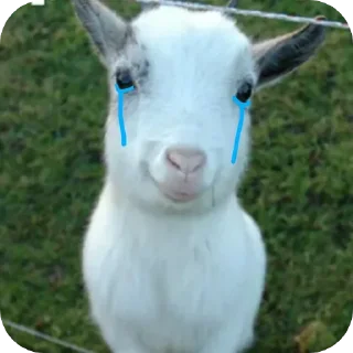 😭 emoji привет я коза Telegram sticker 3 of 19