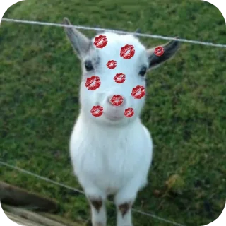 💋 emoji привет я коза Telegram sticker 15 of 19