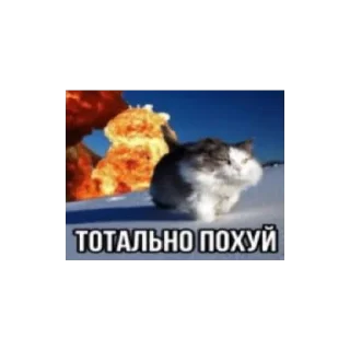 💥 emoji Ватафак Telegram sticker 15 of 17