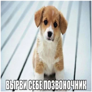 🥺 emoji Ватафак Telegram sticker 14 of 17