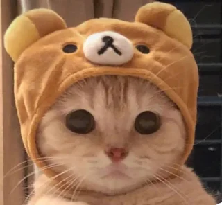 😶 emoji 🐈 Telegram sticker 14 of 66