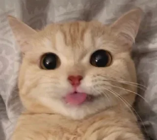 😛 emoji 🐈 Telegram sticker 18 of 66