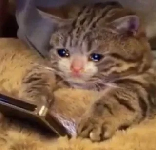 😿 emoji 🐈 Telegram sticker 24 of 66