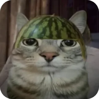 🐱 emoji Стики Telegram sticker 15 of 120