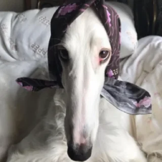 👵 emoji borzoi Telegram sticker 7 of 25