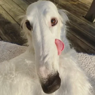 😛 emoji borzoi Telegram sticker 5 of 25