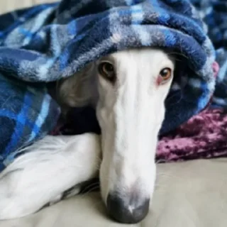 👀 emoji borzoi Telegram sticker 18 of 25