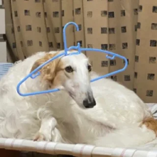 🤕 emoji borzoi Telegram sticker 21 of 25