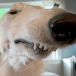 😑 emoji borzoi Telegram sticker 14 of 25