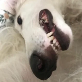 😬 emoji borzoi Telegram sticker 6 of 25
