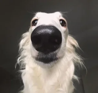 🤨 emoji borzoi Telegram sticker 9 of 23