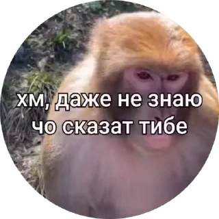 🌟 emoji Бибизяны 2.0 @cryptopenys Telegram sticker 6 of 86