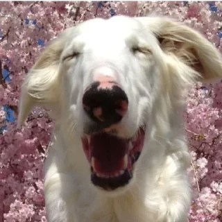 😊 emoji borzoi Telegram sticker 13 of 29